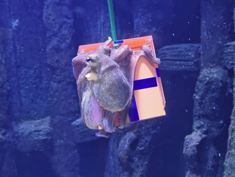 Oktopus mit Geschenk in den Armen unter Wasser im Sea Life Hannover.